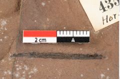 Foto (Detailansicht) von Typha latissima Braun (NHMW-GEO-2024-0188-0435)